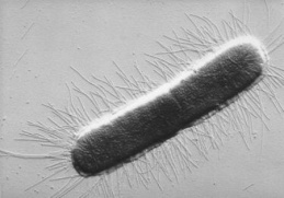 Bacteria cell